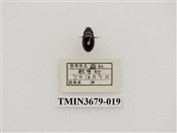 藏品(龍蝨、牙蟲)的圖片